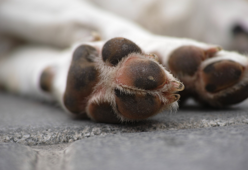Strava u Crnoj Gori: Pronađen ubijen pas, imao uteg od 20 kg oko vrata